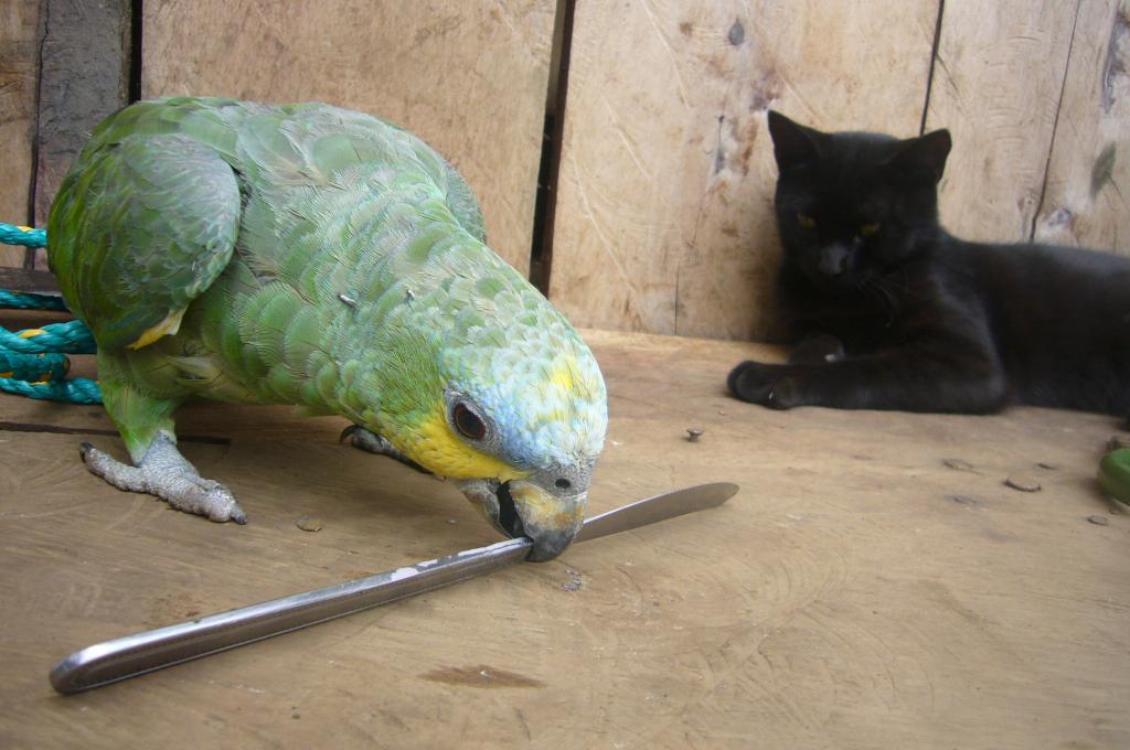 Foto de Shell-Pastaza, Ecuador