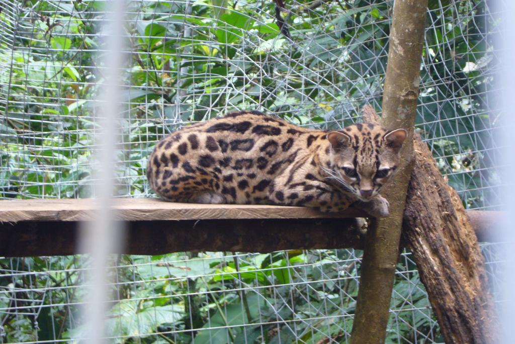 Foto de Shell-Pastaza, Ecuador