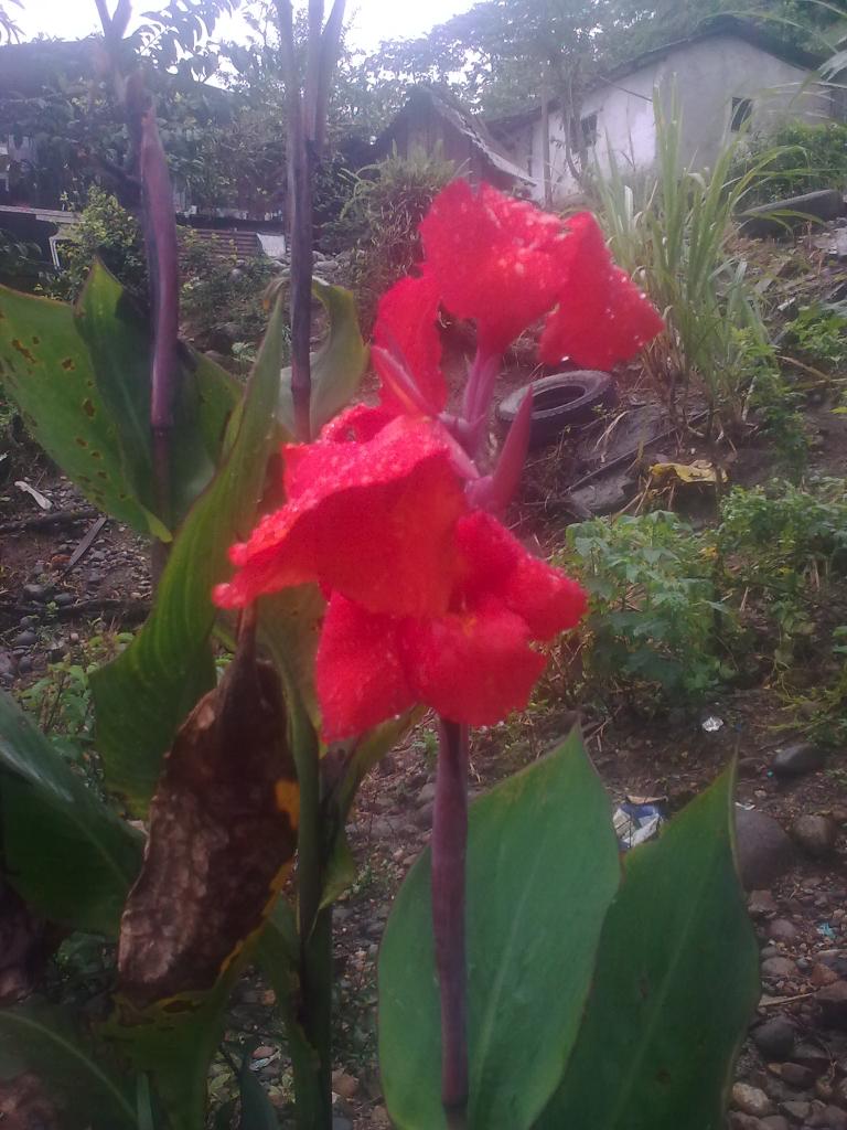 Foto de Te Zulay (Shell-Pastaza), Ecuador