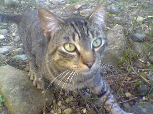Foto de Shell-Pastaza, Ecuador
