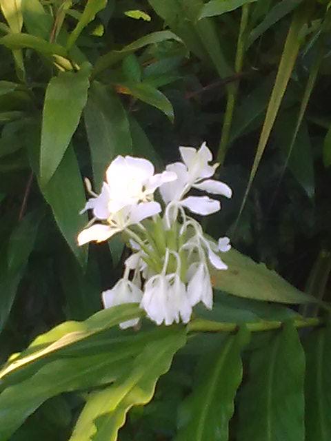 Foto de Shell-Pastaza, Ecuador