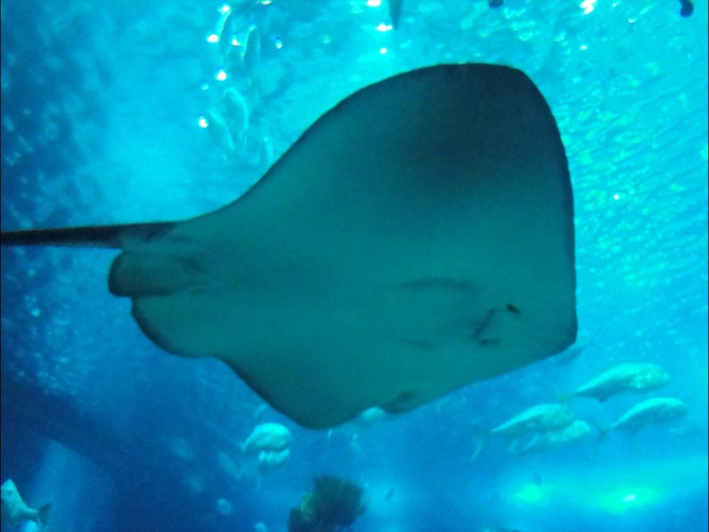 Foto de Lisboa, Portugal