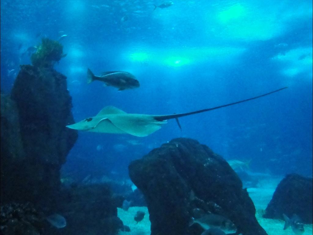 Foto de Lisboa, Portugal