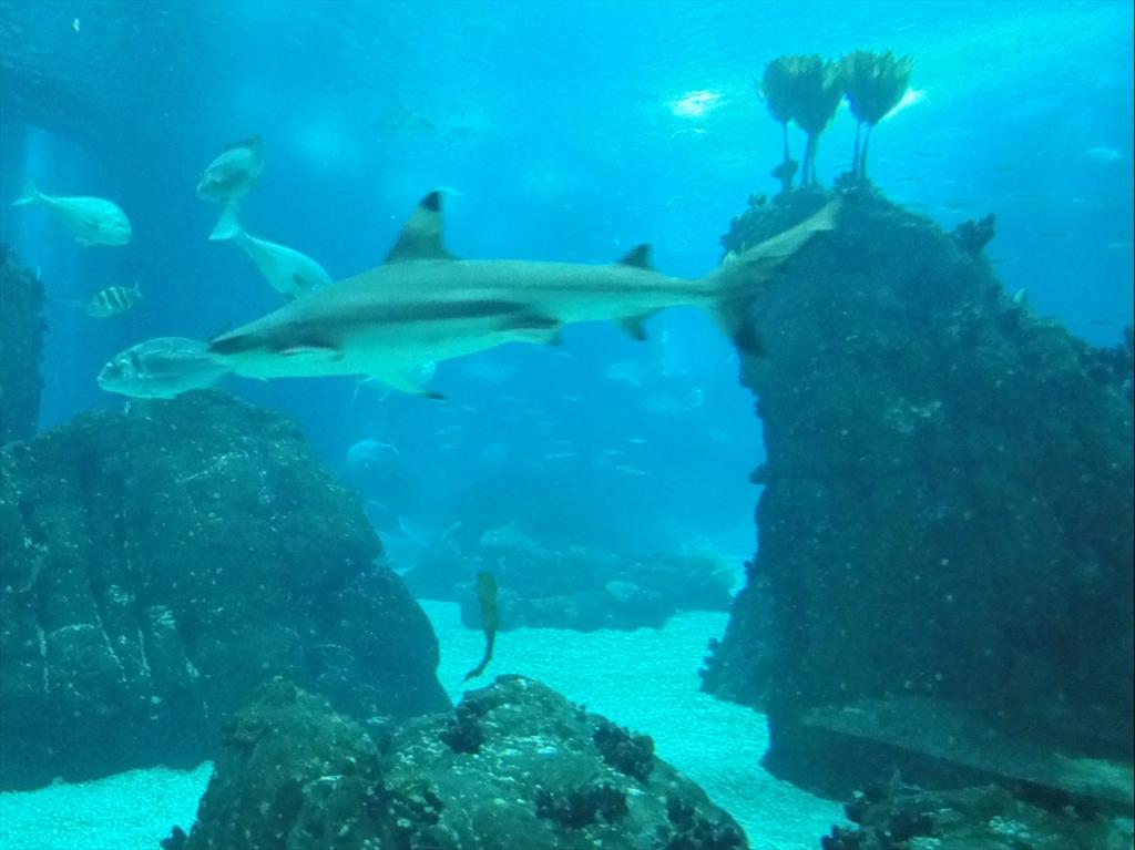 Foto de Lisboa, Portugal