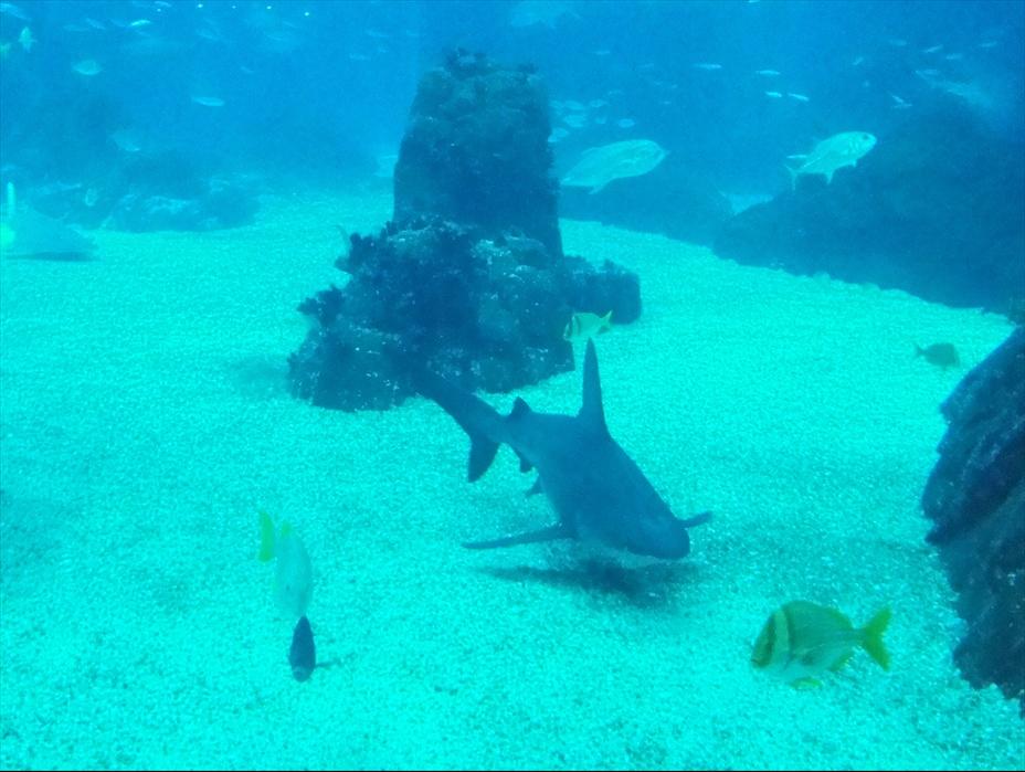 Foto de Lisboa, Portugal