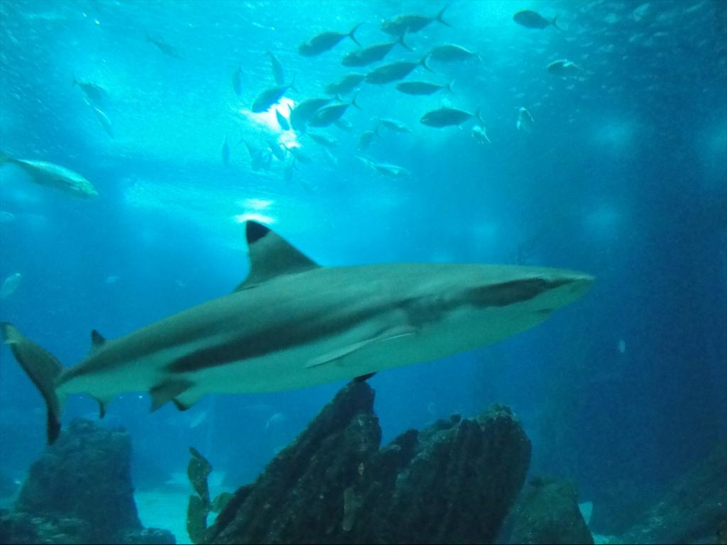 Foto de Lisboa, Portugal