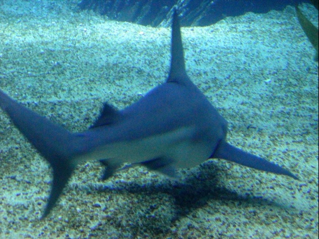 Foto de Lisboa, Portugal