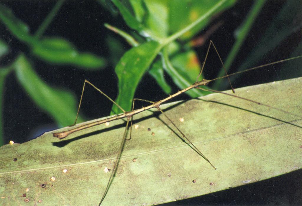 Foto de Puyo (Pastaza), Ecuador