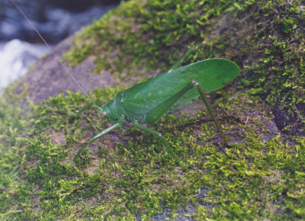 Foto de Puyo (Pastaza), Ecuador
