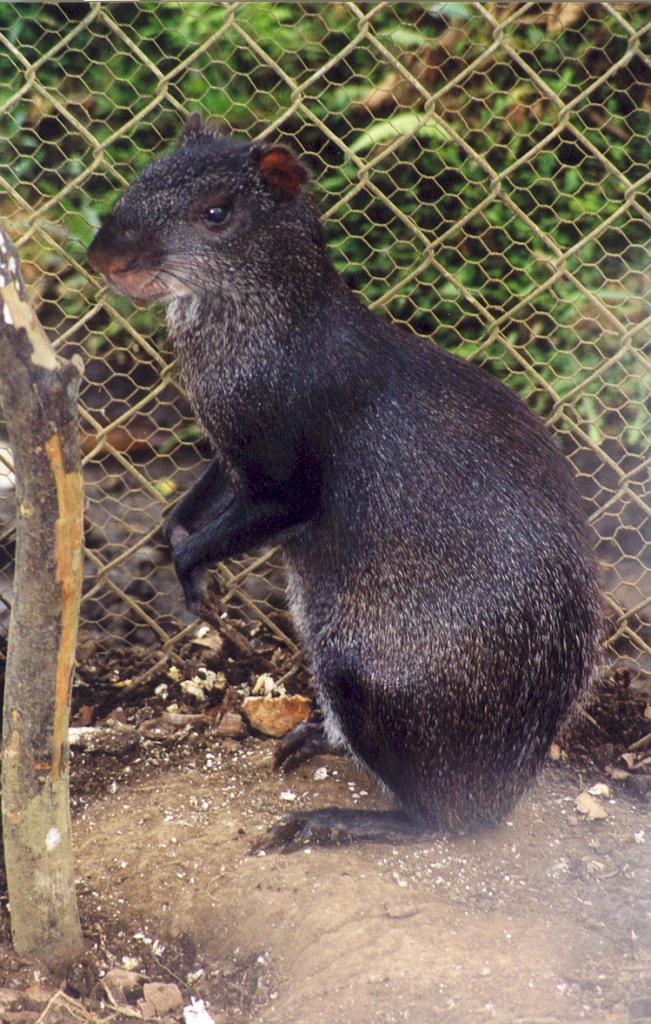 Foto de Puyo (Pastaza), Ecuador