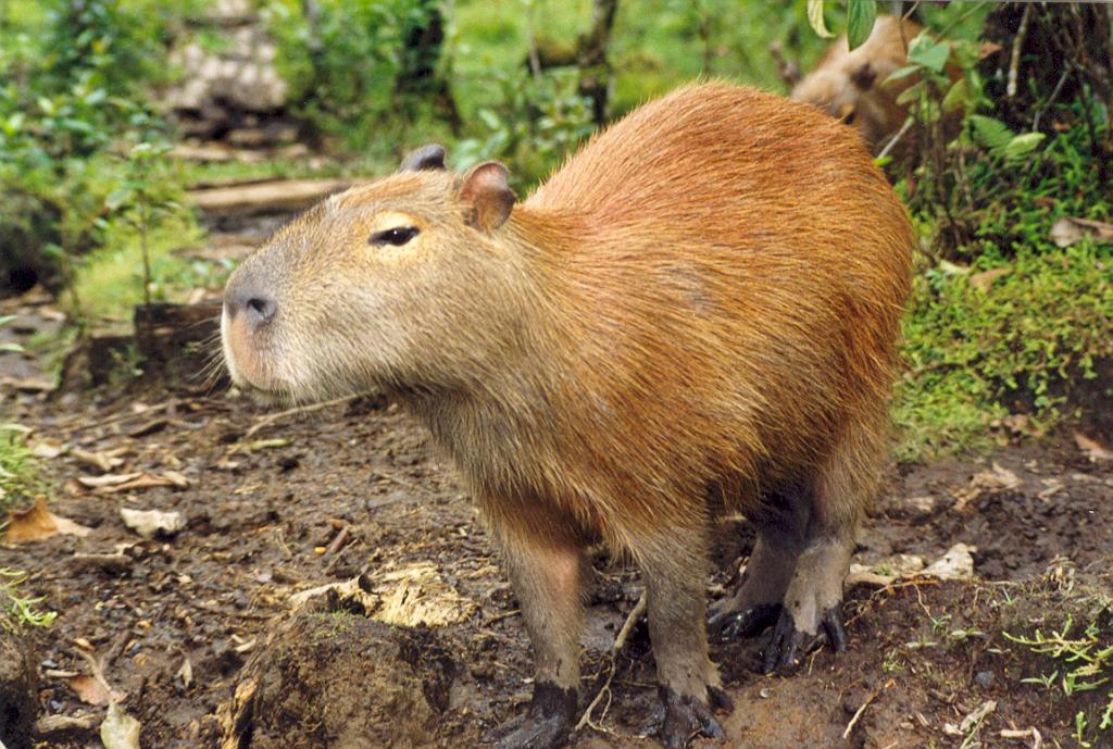 Foto de Puyo (Pastaza), Ecuador