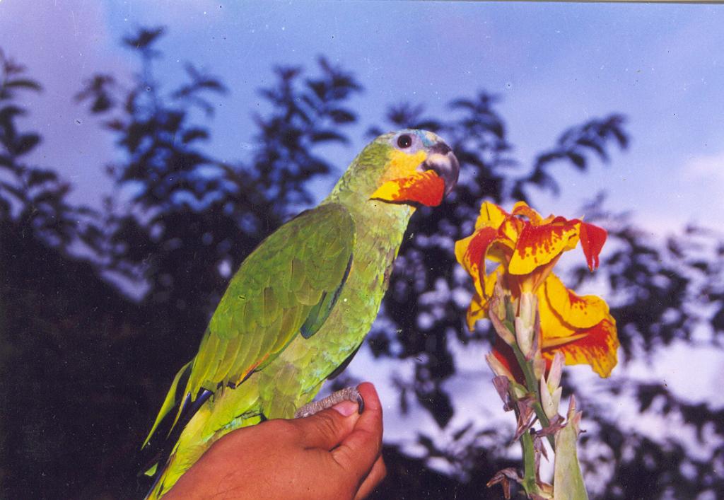 Foto de Puyo (Pastaza), Ecuador