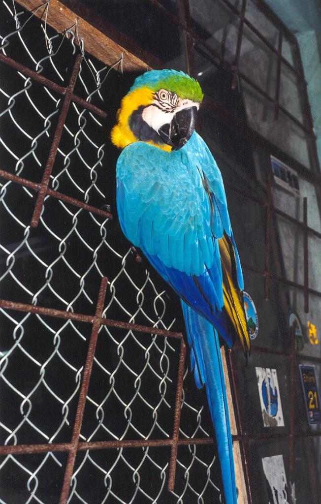 Foto de Puyo (Pastaza), Ecuador