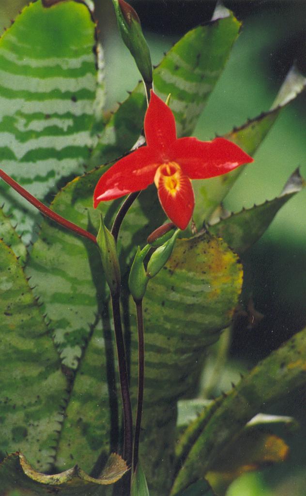 Foto de Puyo (Pastaza), Ecuador