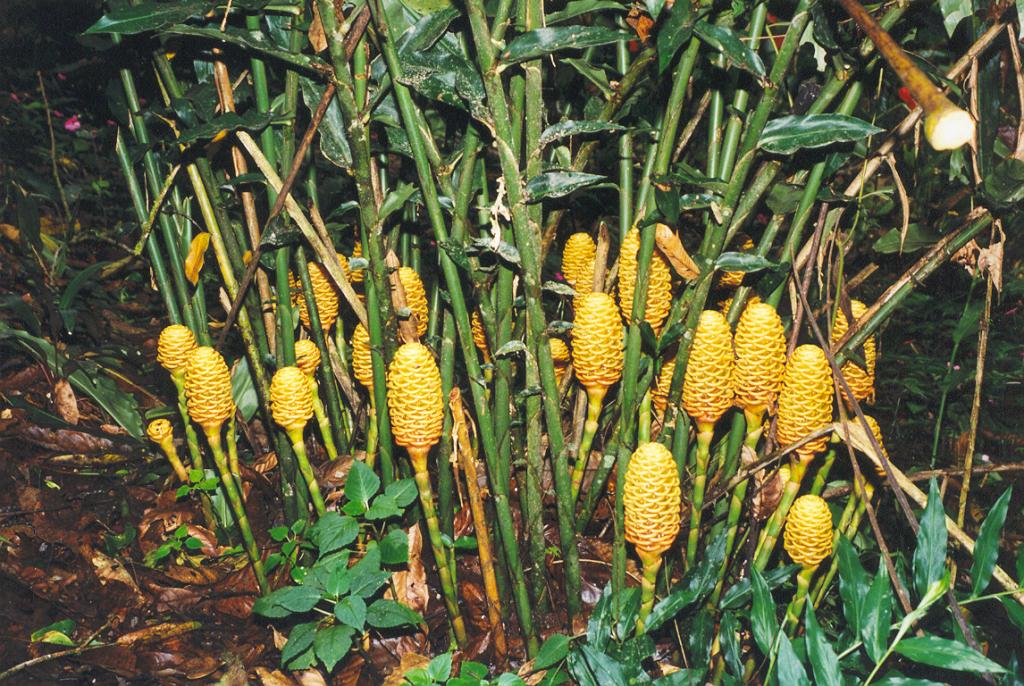 Foto de Puyo (Pastaza), Ecuador