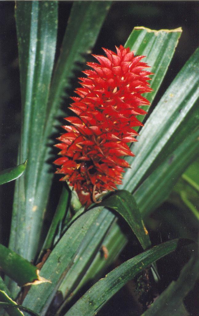 Foto de Puyo (Pastaza), Ecuador