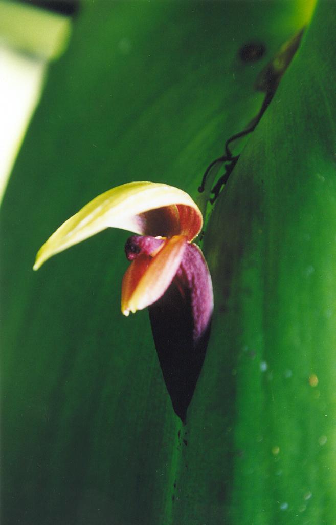 Foto de Puyo (Pastaza), Ecuador