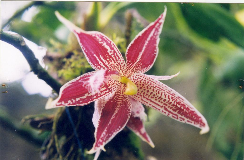 Foto de Puyo (Pastaza), Ecuador