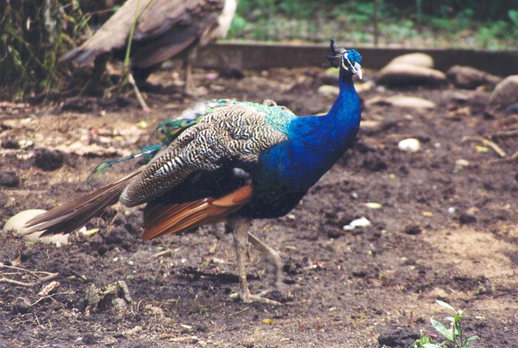 Foto de Puyo (Pastaza), Ecuador