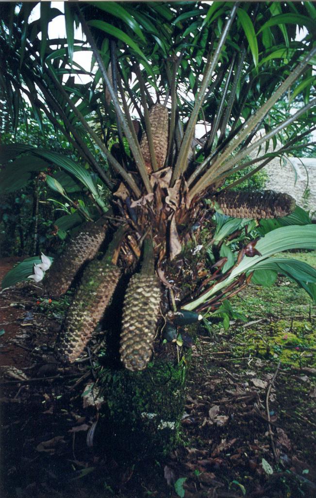 Foto de Puyo (Pastaza), Ecuador