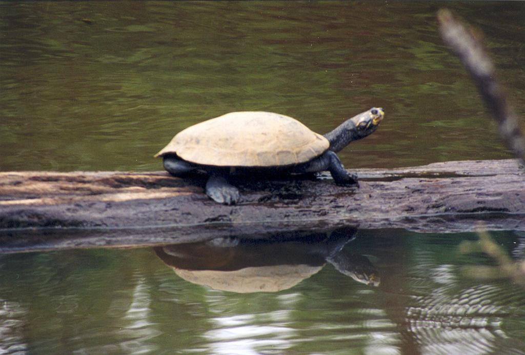 Foto de Puyo (Pastaza), Ecuador