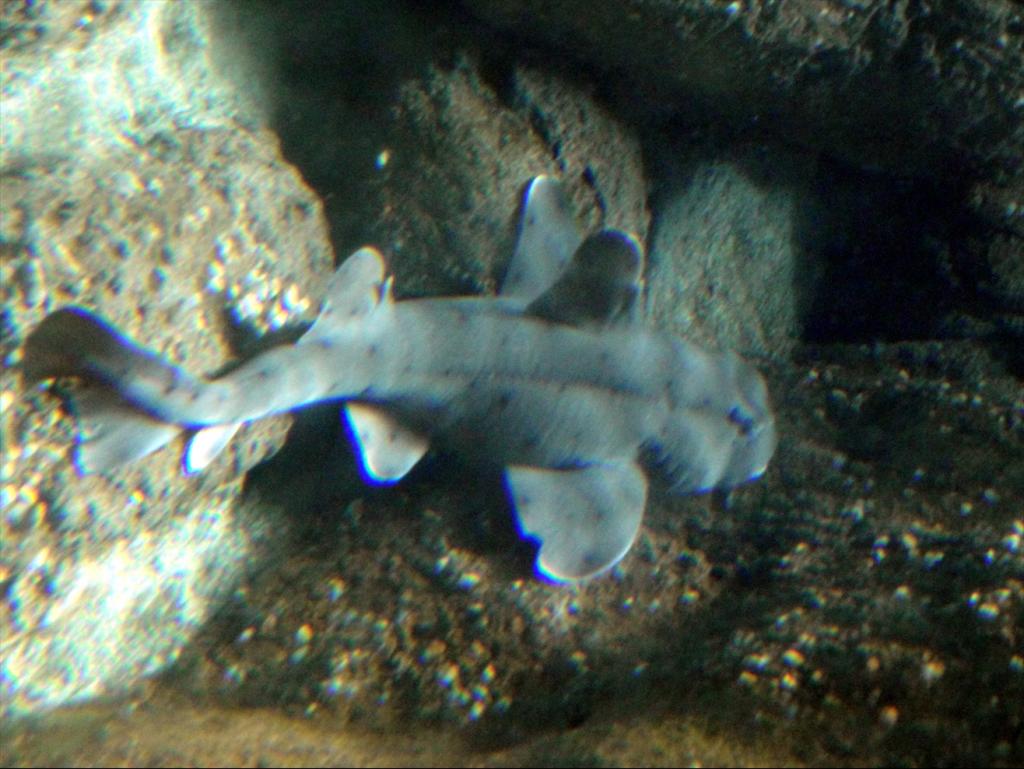 Foto de Lisboa, Portugal