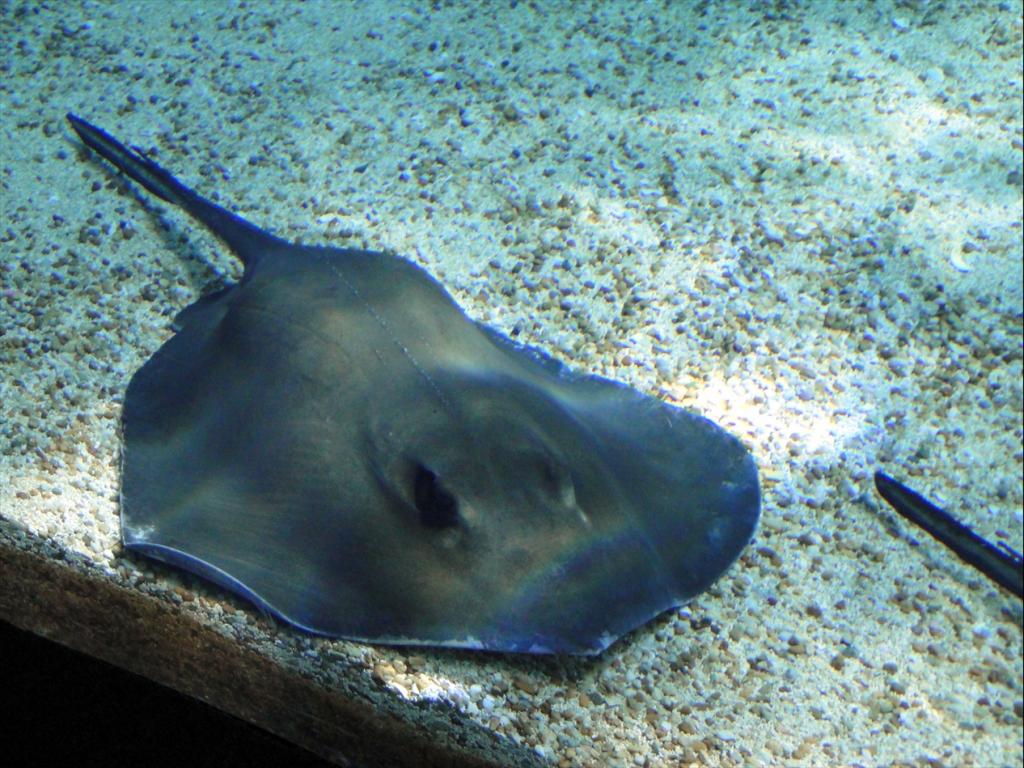 Foto de Lisboa, Portugal