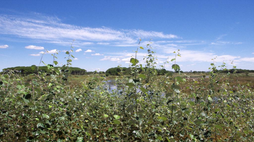 Foto de Almonte (Huelva), España