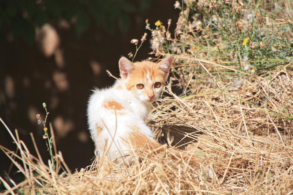 Foto de Àger (Lleida), España
