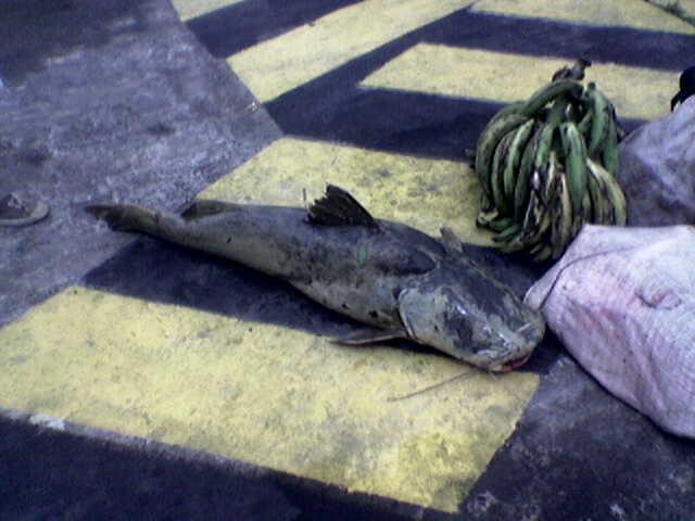 Foto de Shell-Pastaza, Ecuador