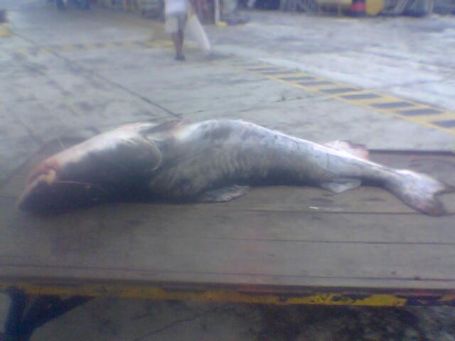 Foto de Shell-Pastaza, Ecuador