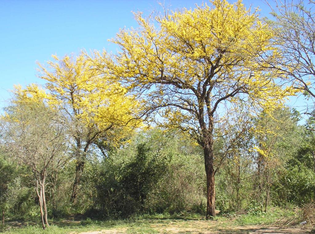 Foto de Pirané (Formosa), Argentina