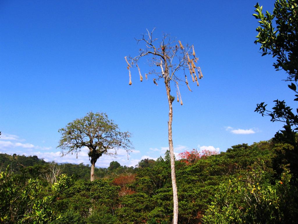 Foto de Chanchamayo, Perú