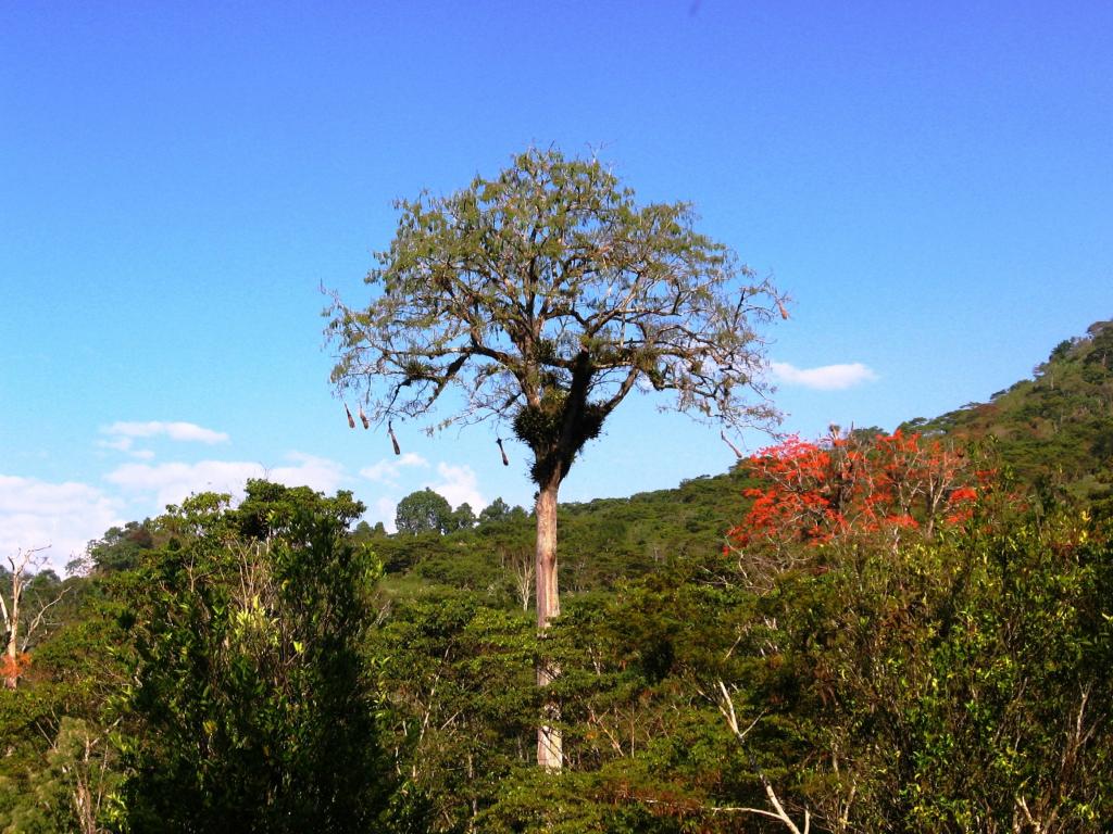 Foto de Chanchamayo, Perú