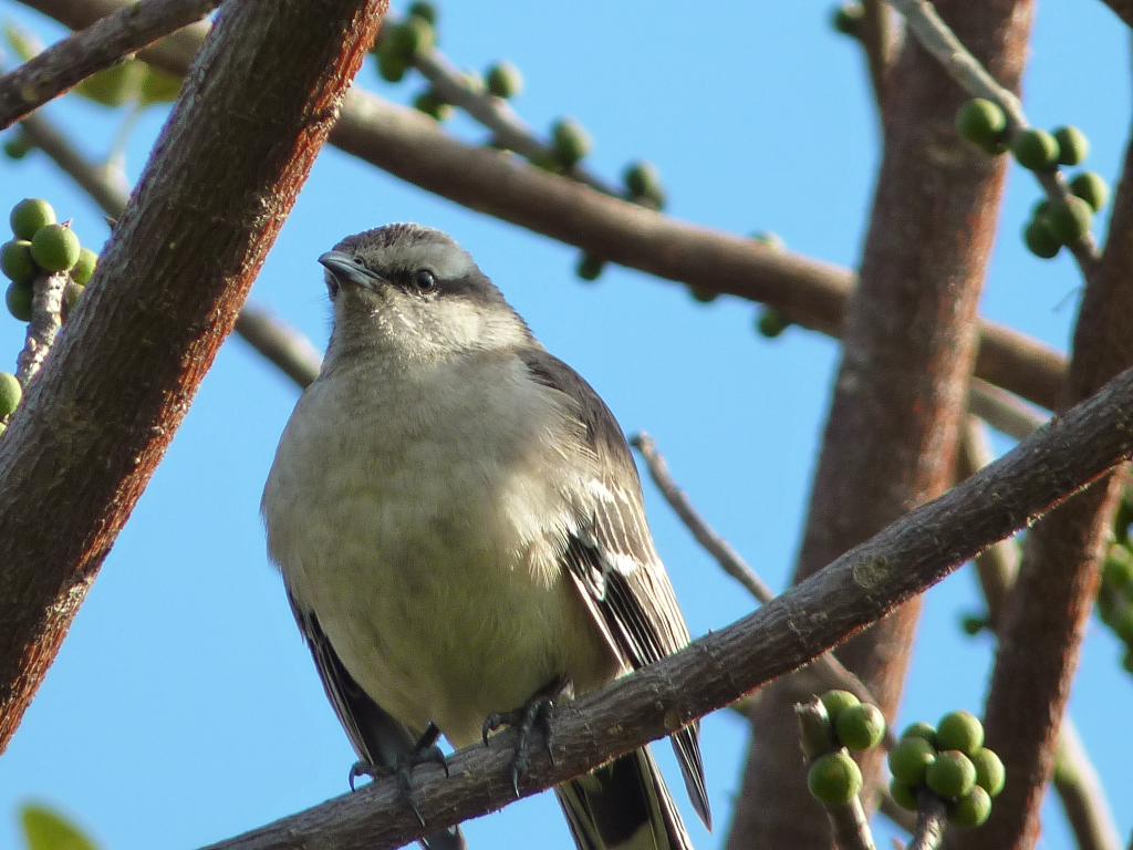 Foto de Vicente López (Buenos Aires), Argentina