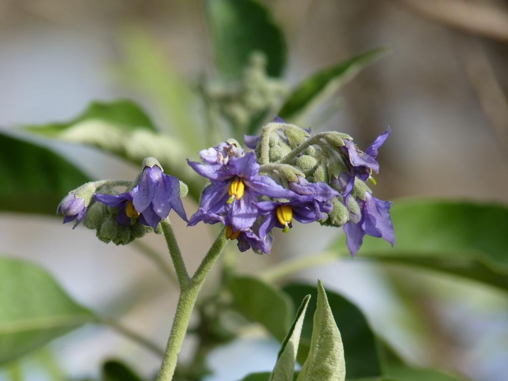 Foto de Vicente López (Buenos Aires), Argentina