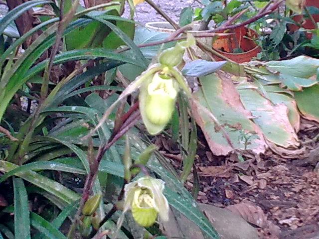 Foto de Shell-Pastaza, Ecuador