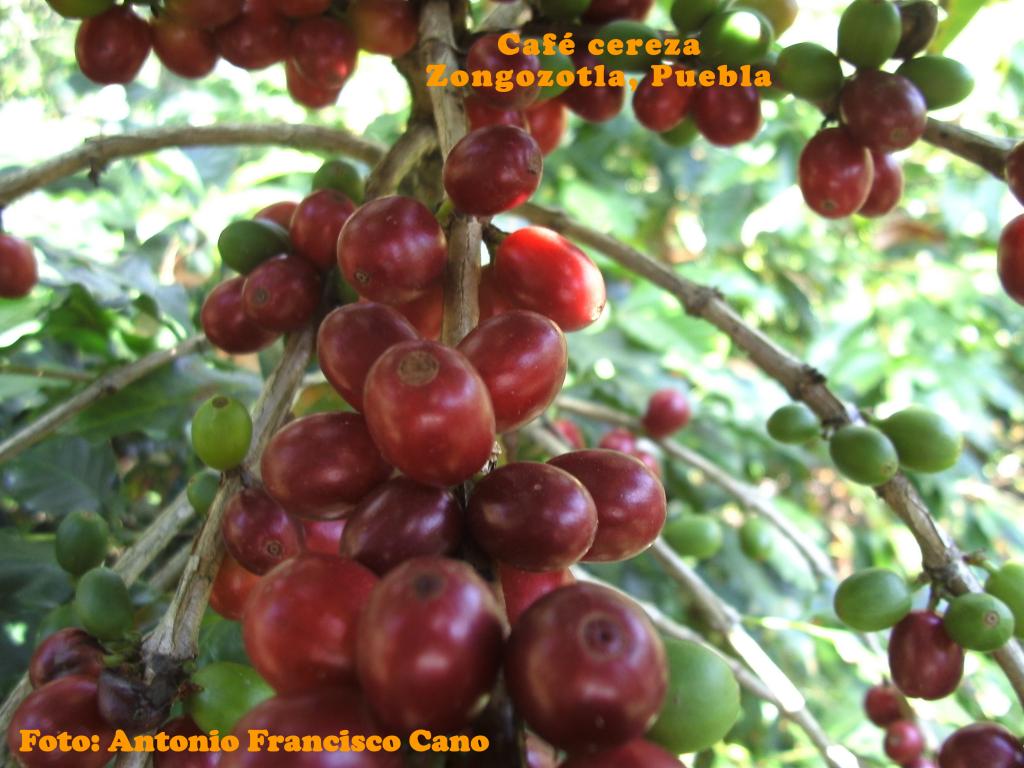 Foto de Zongozotla (Puebla), México