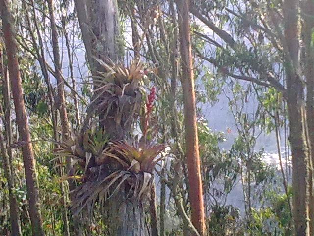 Foto de Bayushig, Ecuador