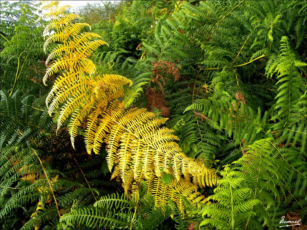 Foto de Arnoia (Ourense), España