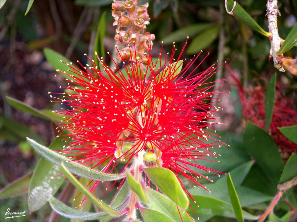 Foto de Ribadavia (Ourense), España