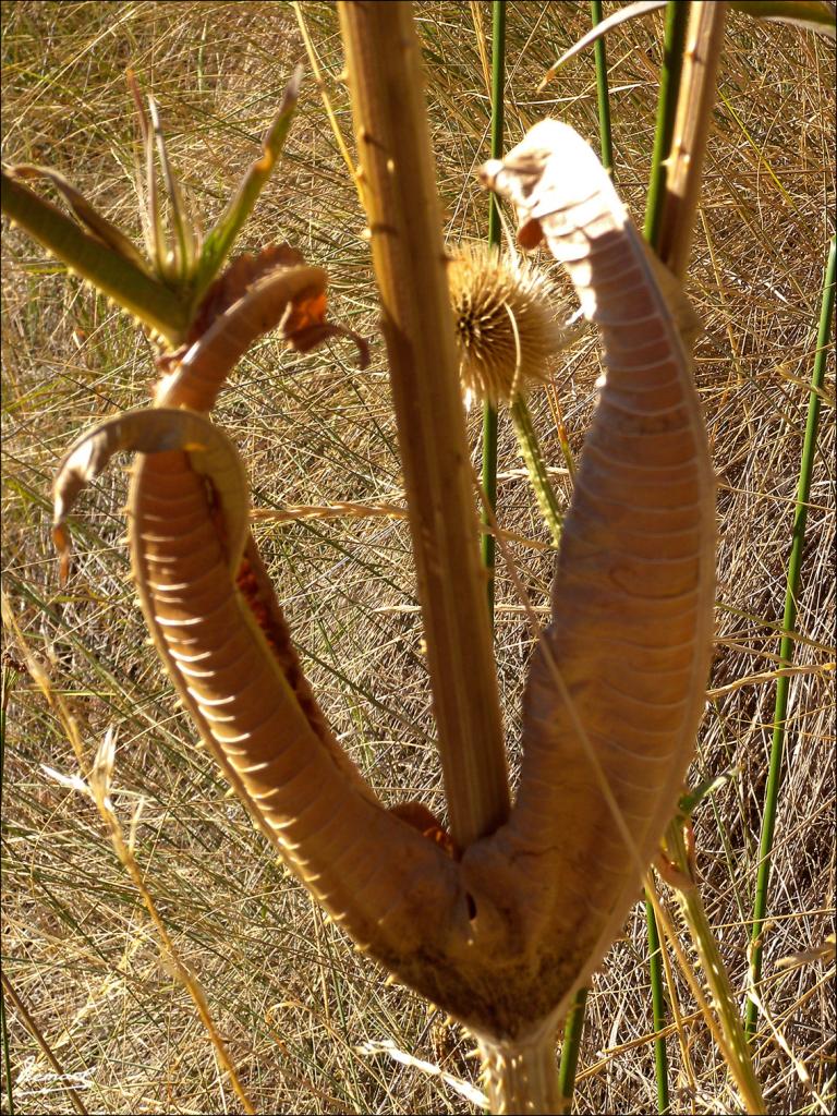 Foto de Somaen (Soria), España