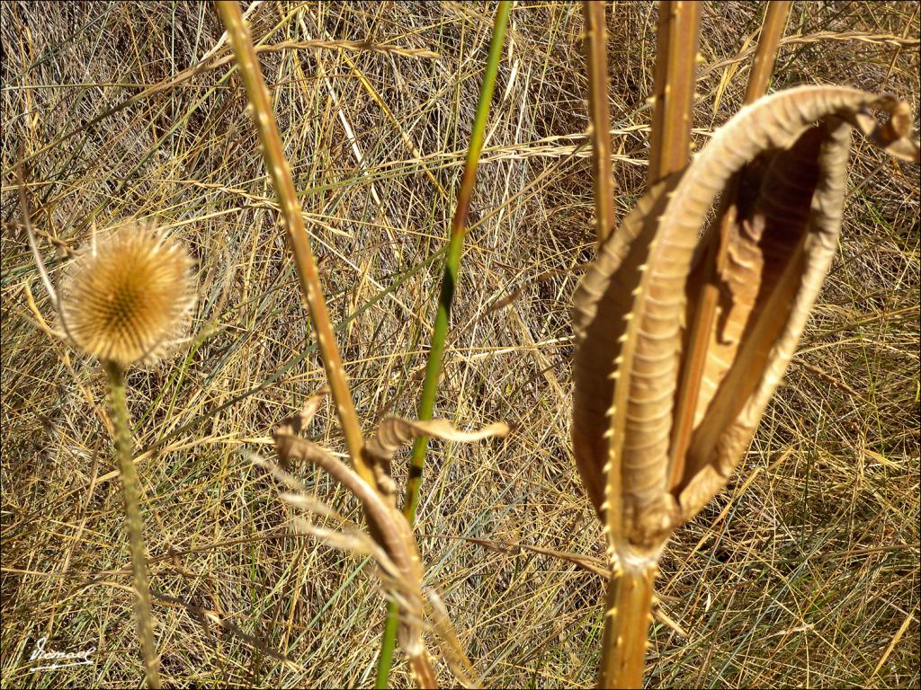 Foto de Somaen (Soria), España