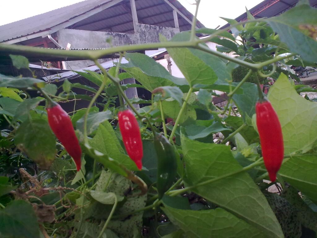 Foto de Shell-Pastaza, Ecuador