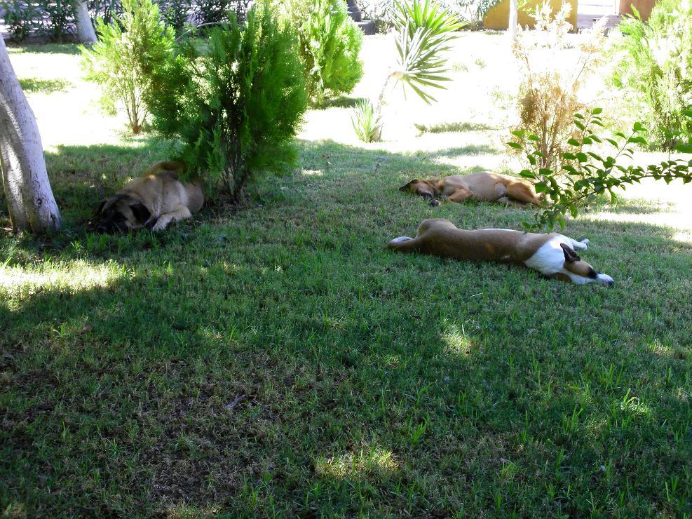 Foto de San Luis (Sonara), México
