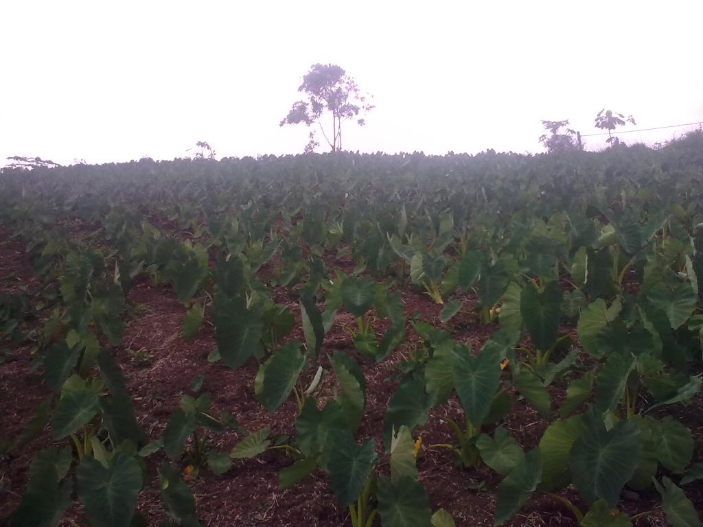Foto de Simon Bolivar Mushullacta (Pastaza), Ecuador