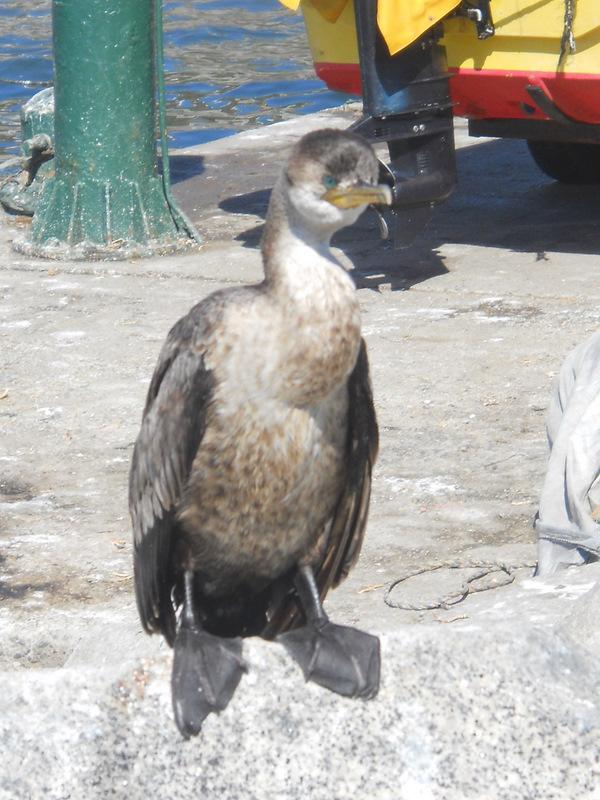 Foto de Concon, Chile