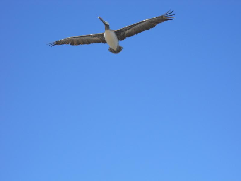 Foto de Viña del mar, Chile
