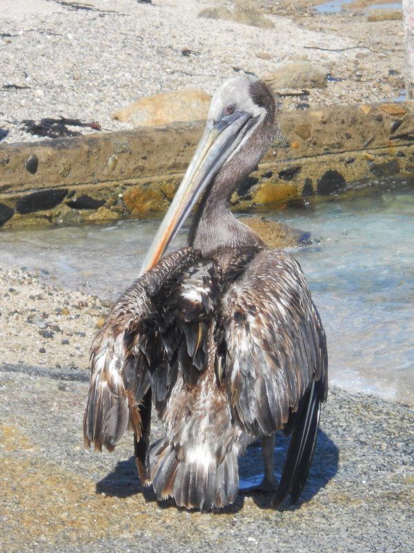 Foto de Viña del Mar, Chile