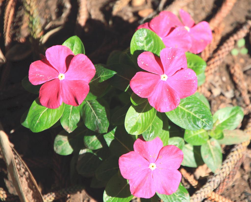 Foto de Attard, Malta